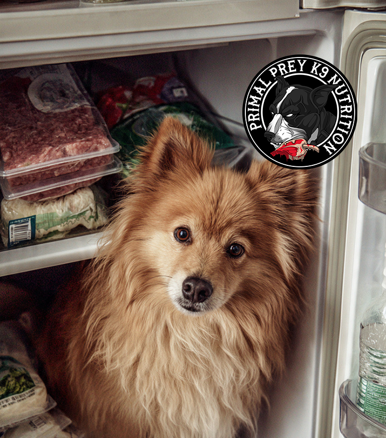 How to Store Raw Dog Food in Hot Australian Weather