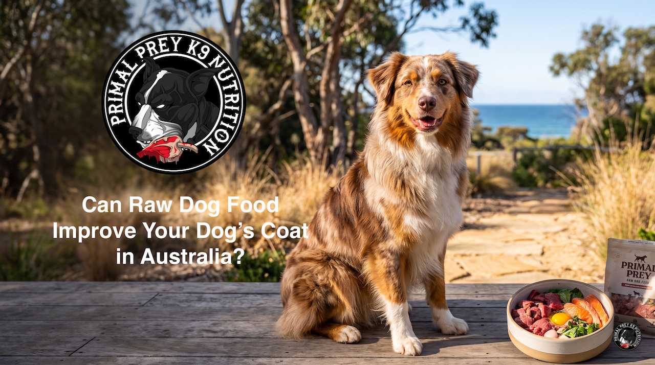 Can Raw Dog Food Improve Your Dog’s Coat in Australia?